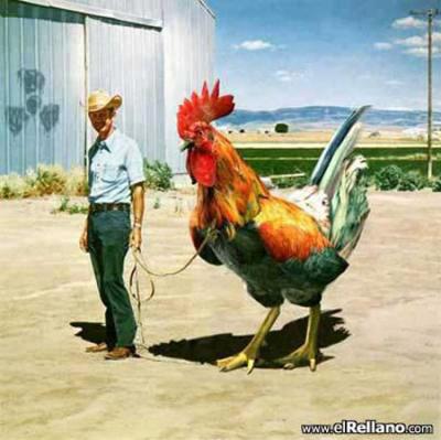 chof_weskot                           awla ............